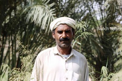 Baloch Farmer
Baloch Dehkaan
بلوچ دھکان 
بلوچ دھکان ھر روچ ء کارا وتی ڈگارانی ، کشارانی چار او دلگوش کنگ ء وتی ڈگارانی سرا موچود انت - کہ کسے آئیے کشاراں تاوان مدنت - ۔

