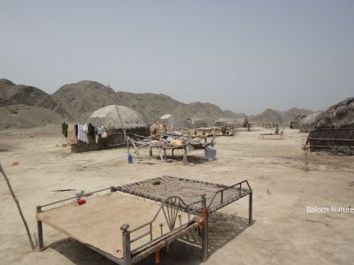 A view of Baloch Living
Baloch Metag
بلوچ میتگ
ہر یک قومیے دیم رئی آیے نندونیاد او پُچ و پوشاک او وردن ء چہ زانگ بیت کہ اے قوم ء اے دگنیائے توکا چنکیاس دیمرئی کُتگ - بلوچسان گیشتر ھند و دمگاں ہمے وڈیں بے ھساب ء لوگ او میتگ دست کپاں - چیشیا مالوم بیت کہ اے میتگ زندمانیے دراہیں آسراتاں چہ زبہر انت - نہ اے میتگ ء سکول، برق، آپ۔ نادراہ جاہ، دگ، نہ اے دگہ چیزانی آسراتے کسانیں دروشمے ہم گندگ نہ بیت - چریشیا پدّر بیت کہ بلوچ قوم چنکیاس پد منتگ انت -۔

