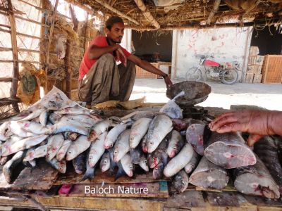 A fish shop
بلوچانی ماھیگ
Balochani Maheeg
ادا ماھیگ پہ بہا کنگ ءِ واستہ ادا ایر انت۔ ادا ماھیگاں پہریزگ ءِ واستہ ھچ وڑیں آسرات نیست۔ چار کرز اڈل داتگ انت ءُ ماھیگ ءِ دکاں جوڑ بوت ۔ 
