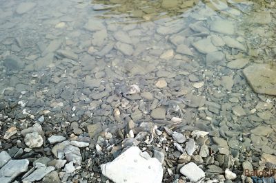  Frogs
Pogol
پُگل
بلوچشتان ء آپ ء کمّی سوب ء آپی ساہ دار ہم کم انت - بلے کوہاں کُجا کمّے آپ یکجاہ بہ بیت گُڈا ترا اودا پُگل دست کپیت - کہہانی پمّگانی پُگل سنگانی ہمرنگ انت - تنکہ دگہ رسترے اشاں شکار مہ کنت -۔

