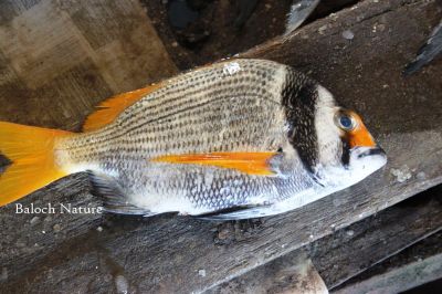 Captain's Daughter seabream
Banor
بانور
