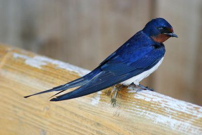 Swallow
پیپی پلستان
Pipi plistan
  پیپی پلستان کسانیں بالی مُرگ ءِ کہ گیشتر وتی وھد ءَ پہ بال گوازین ات ۔ بال ءِ درگت ءَ پاتو ءُ بالو گپت وارت۔ بلوچستان ءِ باز ھنداں ایشارا بابیل ہم گوش انت، چونایا بابیل عربی لبز ابابیل ءَ زورگ بوتگ ۔ اے مدام چہ انسان ءَ نزیک ءَ ترو گرد کنت۔ ہم اگاں موہ براسیت لوگانی توک ءَ کدو بند ات ءُ ھیک دنت۔  


