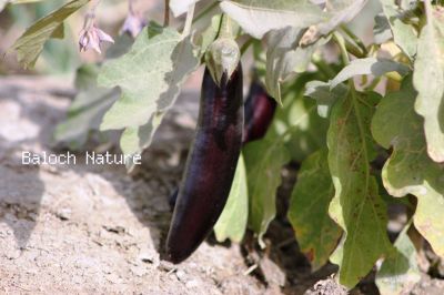  Brinjal - Egg plant
Battag
پٹاگ

اگ یک سبزی ء کہ زمانگاں بلوچستان ء اشیے کشاورزی بوتگ - بٹاگ کسانیں بوٹگے کہ دراچیں او گردیں سیاہ رنگیں بر پر کنت ۔ بٹاگ ء وڑ وڑیں وراک جوڑ کن انت - بٹاگ تامداریں سبزی ات او بلوچستاں ہر وھدا ترا پہ نیادی ء پہ بہا دست کپیت - اے اکس بٹاگ ء  بر انت کہ جمو رنگ انت 
