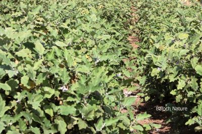 Brinjal - Egg plant
Battag
بٹّاگ 
بٹاگ یک سبزی ء کہ زمانگاں بلوچستان ء اشیے کشاورزی بوتگ - بٹاگ کسانیں بوٹگے کہ دراچیں او گردیں سیاہ رنگیں بر پر کنت ۔ بٹاگ ء وڑ وڑیں وراک جوڑ کن انت - بٹاگ تامداریں سبزی ات او بلوچستاں ہر وھدا ترا پہ نیادی ء پہ بہا دست کپیت - اے اکس بٹاگ ء درچک انت -۔

