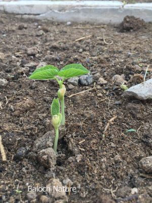 Hyacinth Bean

والور
Waloor
والور چونایا یک دھل ء ۔ بلے بلوچستان ء کوھنیں دھل ء نہ انت - بلوچستان مرچاں والور کشاورزی کن انت - والور درچکے نہ انت بلکنگا یک ولّ ات کہ وتی برجاہ دارگ واستہ درچک او داراں سر کپیت - والور ماک ء وڑیں اسپیت او جمو پُل پر کنت کہ باز ڈولدار انت ۔ والور کوسرک پر کنت کہ سبزی جوڑ کن انت ۔
