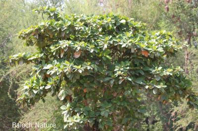 Terminalia catappa
Beddam
بدّام
بدّام یک ٹوہین نیبگی درچک ات - اگاں وشیں او آبادیں جاگہ کشگ بہ بیت گُڈ ا ہژدہ میٹر بُرز بیت اے پتنیں تاک پر کنت بلے زمستان ء تاک چنڈ بیت - اشیے میوہ زرد او سُہر بنت - اشیے پستک ء پروش انت مجگ ء ورنت کہ بادام ء تام کنت -۔
