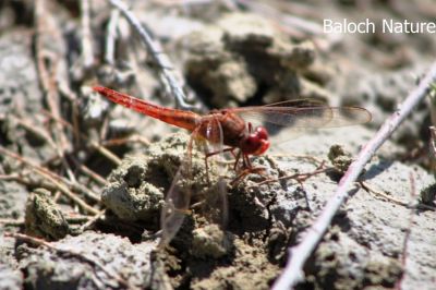 Dragon Fly
Perrik
پرّک
پرّک بلوچستان ء است بلے چُنت زات او چنت رنگ انت اے باز گرانیں گپ ء دگہ ملکاں پرّک او مُلاھُکانی زات او زُریات نام گشینتگ انت - بلے بلوچستان ء تنیگا چُشیں آسرات نیست کہ اے تک ء ھیال گور کنگ بہ بیت ۔ کسانیں زھگانی دلچسپی واستہ اگاں مارا گیشتر پرّک او مُلاھُک دست بہ کپیت گڈا ما نام ء ہم پر کنیں ۔ پرّک ء سرا دو گپ یا دو بتل است چوش کہ؛
مدگ ء نشانی پرّک انت ۔ 
بگر ڈے پرّکا ۔ ۔ ۔ ۔ ۔ ۔ ۔ ۔
