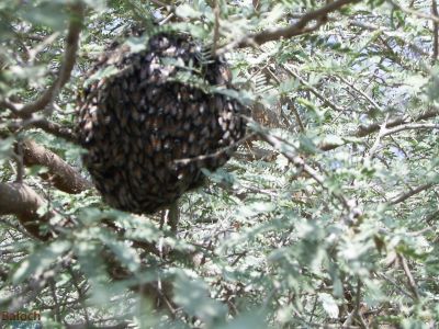Honey Bees
Benag -Noknind
نوکنندیں بینگ
وھدیکہ بینگ مگیسک وتی جاگہا بدل کنت و نوکیں جاگہ نندیت گڈا اشیا نوکنند گوشاں - اے اکس نوکنندے بینگے انت  - 


