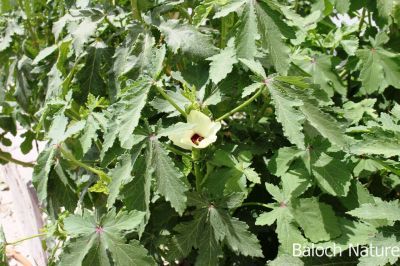 Okra . Lady's finger
Benda
بھنڈا
بھنڈا یک سبزی ات کہ گرماگے بندات ء بلوچستان ء کش انت او تانسریں گرماگا بر دنت - بھڈا باز وشّیں او تامداریں سبزی ات مرچاں بھڈا ء لوٹ باز انت - اے زردیں او ڈولداریں پُل ء پر کنت او اشیے دراۃین پُل بر بنت - بھنڈیے باز نمونہے نارُشت اڈ بیت -۔

