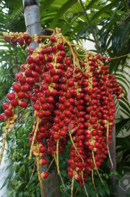 Betel nut with fruit
سوباری پپُک انت 
Sopadi papok ant
