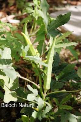 Okra. Lady finger
Bindi
بینڈا
بھنڈا یک سبزی ات کہ گرماگے بندات ء بلوچستان ء کش انت او تانسریں گرماگا بر دنت - بھڈا باز وشّیں او تامداریں سبزی ات مرچاں بھڈا ء لوٹ باز انت - اے زردیں او ڈولداریں پُل ء پر کنت او اشیے دراۃین پُل بر بنت - بھنڈیے باز نمونہے نارُشت اڈ بیت -۔
