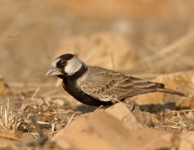 Black crowned Finch
کُلُک
Kolok
