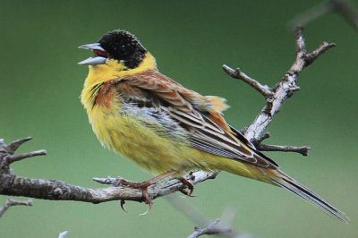 Black Hadded Bunting
Drochk
درُوچک
دُروچک چونایا روچدراتکی زرباری یوروپ ء مُرگ انت - بلے زمستان ء گوریچے کشّگے سوب ء یوروپ ء یل کنت او ھند ء رہادگ بیت - وتی سپرے درگتا بلوچستان مارچ ء پانزدہ ء کئیت او اپریل ء پانزدہ رند کم ترّات - بلوچستان دروچکے شکارا ہرکس کنت - پیسرا تلک ، گُلیر، پلیتگیں تپنگے شکار کتگ - بلے مرچاں چرّئی ٹکّوک ء سرا شکار کن انت - درچک باز ڈولداریں مُرگ ء - دروچک ء باز جاہا زردگور ہم گوشنت -۔
