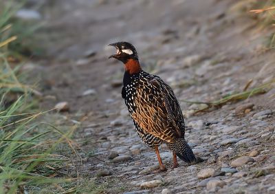 Black Francolin 

Seyah Gowarr
سیاہ گور
سیاہ گور باز ڈولداریں مُرگے کہ گیشتر بلوچستان ء کوری ھند و دمگانی گواشاں موجود بیت - سیاہ گور کپینجرے زاتیں نرین مُرگے - اشیے نیکینک ء شزّ گوشنت کہ ائے رند ایوکا ناسی انت - سیاہ گورے ڈولداری سے رنگانی بزاں سیاہ ، اسپیت او ناسی ء ہم دپی انت - سیاہ گور چو اے دگہ مُرگانی وڈا ناپید بوّان انت - س
