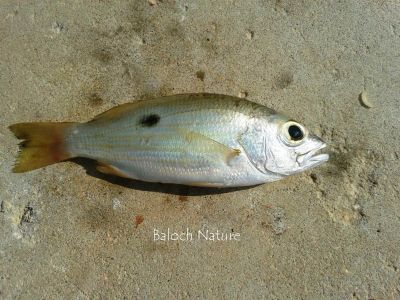  Lutjanus russellii Russell's Snapper
