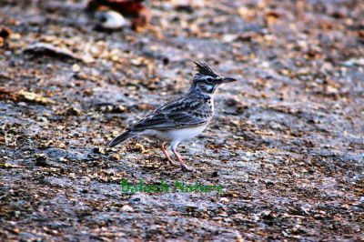Crested Lark
Bolli
بُلی

بُلّی کسانیں مُرگے کہ گیشتر ماں کشاورزیں ڈگارانی ھند و دمگاں گندگ بیت - بُلّی ء باز جاہ ء چڑ بُلّی ، بُلّی چڑول ہم گوشنت - بُلّی اگاں ایوک بی بیت گڈ بُرزگیے سرا نیندیت او الہان کنت - اشیے آواز باز دوستناک انت - سُہبانی سرا ڈگارانی سرے وپتگیں مردمان چہ واب ء گوں وتی الہان ء پاد کنت  
     

 



