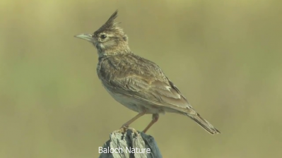 Crested Lark
Bolly
بُلّی
بُلّی کسانیں مُرگے کہ گیشتر ماں کشاورزیں ڈگارانی ھند و دمگاں گندگ بیت - بُلّی ء باز جاہ ء چڑ بُلّی ، بُلّی چڑول ہم گوشنت - بُلّی اگاں ایوک بی بیت گڈ بُرزگیے سرا نیندیت او الہان کنت - اشیے آواز باز دوستناک انت - سُہبانی سرا ڈگارانی سرے وپتگیں مردمان چہ واب ء گوں وتی الہان ء پاد کنت 
