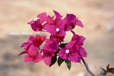 Bougainvillea
Bougainvillea
بوگن ویلیا
بوگن ویلیا یک ڈولداریں پلُ ء۔ مرچاں بلوچستان ہم است انت کہ باز مردمان وتی لوگانی دپ ء کشتگ انت - بلے نام ء نہ زانگے سسب ء سُہرپُل ء گوشنت چونایا اے سُہر پُل نہ انت ۔ ہمے نام ء یک جزیرہ ء است انت کہ اوشیانا زر ء توکا انت او اسٹرالیا ء روچدراتکی گوریچان ء کپیت ۔
