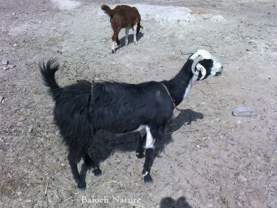 Goat
بُز
Bozz
ادا بُز جالگ انت ، بُزے جالگ یک کسانیں لوت یا پیلک ءِ بیت کہ پس ءِ ماھگ ءَ مان ءِ پوش انت تنکہ شنک بُز ءَ مہ مچیت۔ بیگا ءَ جالگ ءَ دور کن انت ءُ بُزا دوش انت، 

