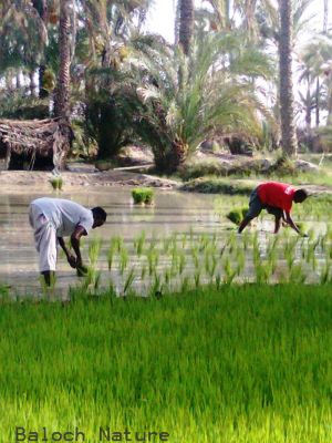 Cultivation of rice 
برنج ءِ تُمکار 
Brinj e tomkar 

