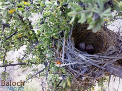 White-ear Bulbul's eggs
kodo o haik
کُدو  و ہیک
اے اکس پہ پجار ے واستہ ھیر بوتگ بلے مردمان پجار کنت واستہ تہمبُل نہ کنت۔ البت اے کدو ءُ ھیک کُلی ءِِ کدو ءُ ھیک انت۔ کہ زرروکے سرا انت۔
