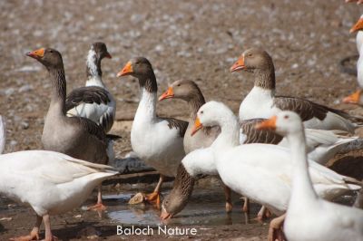 Ducks
گِسی بٹ
Gesi Batt

گسی بٹ یک ڈولداریں رامگیں مُرگ کہ مردم چو کُکّڈ ءِ پیم ءَ وتی لوگ ءِ دپ ءَ دار انت۔ بلوچستان گسی بٹانی لوگ ءِ دپ ءَ کم دار انت ۔
