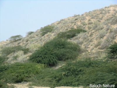 Balochistan landscape 
بلوچستان ءِ ندارگ
Balochistan e nadarag
اے جوانیں ندارگ بلوچستان ءِ لسبیلہ دیم پہ حب ءِ دگ ءِ کش ءُ گور انت ۔ ادا ترا ڈیڈار گندگ ءَ کاہنت کہ اے ھند ڈیڈارانی گڈڈِی جاہ انت ۔ 
