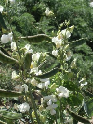 Hyacinth Bean
Waloor
والور
والور چونایا یک دھل ء ۔ بلے بلوچستان ء کوھنیں دھل ء نہ انت - بلوچستان مرچاں والور کشاورزی کن انت - والور درچکے نہ انت بلکنگا یک ولّ ات کہ وتی برجاہ دارگ واستہ درچک او داراں سر کپیت - والور ماک ء وڑیں اسپیت او جمو پُل پر کنت کہ باز ڈولدار انت ۔ والور کوسرک پر کنت کہ سبزی جوڑ کن ا
