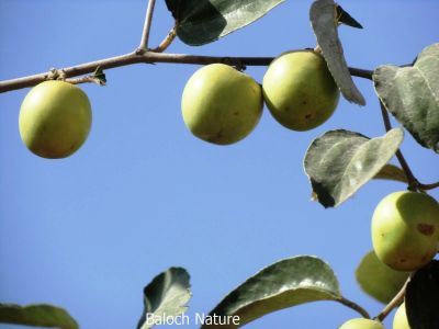 Zizyphus
کُنر زلیکو انت 
Konar zalekko ant
ادا کُنر نوکی زلیکو انت کہ نوں زوت پُہتہ بیت ۔
