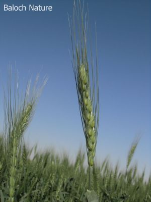 Wheat
گللہ
Galla

بلوچستان ءَ گلہ ءِ الکاپیں کشاورزی بیت، ءُ گلہ بلوچستان ءِ کوھنیں کشاراں چہ یک ءِ ۔ اے گلہ ءِ ڈگار ھوش انت ءُ تنیگا سبز انت کہ باز ڈولدار انت ۔


