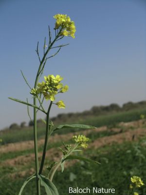 Blooming Mustard
ٹیل کاہ
Teel kah
