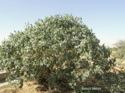 Castor oil plant
مُرپد
Morpad
مرپد یک برزین درچکے - کہ ایشیے تاک ہ بر بزاں دانگاپی دوا کارمرز کن انت - جلاب چہ مرپد ء پیداک بیت - کہ گوانڈوانی لاپ ریچگا کارمرز کن انت - مُرپد دو لبزانی اواری انت بزان مُرگ پد بلے نا اشیے تاک مُرگے پدے ڈولا انت نا کہ دانگ بلے چہ پیم اے نام داتگ یک زبان زانت ء بزانت
