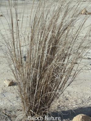 Kans Grass

ڈلّ
Deill
اے کاشے نمونگیں کاہے کہ اشیارا ڈیلّ گوشنت - اے کہ کسان و سبز بیت دلوت یشیارا چرانت - ابلے اگاں ہُشک بیت گڈا اشیا ڈل انت کاپر و واڈ و دگر چیزاں کارمرز کن انت 

