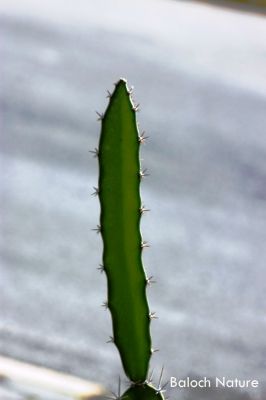 cactus 
کیکٹس
Cactus
کیکٹس ڈنّی درچک ءِ ، چونایا کیکٹس ءِ ھزارانی زات ءُ زُریات است انت بلے اے سے براھگ ءَ دراج روان بیت اے شرّیں ءُ ڈولداریں پُل ہم پر کنت ۔ اشیے چپ ءُ چاگرد ءَ تُسکیں کنٹگ پر ۔
