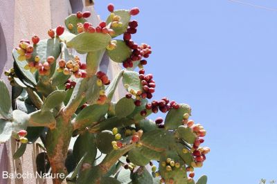 Ripen cactus
کیکٹس
cactus
اے چہ کیکٹس ءَ یک میوہ ات، بلے زردیں ڈولداریں پُل ءِ پر کنت ۔ اے کیکٹس چو تاک ءِ سرا دگہ تاک پرکنان بُرز بیت ۔ اے مرچاں بلوچستان ءَ است انت، بلے چونایا دگہ ملکاں اے جنگلی میوہ ات، بلوچستان ءِ تنیگا مردمان وتی لوگ ءِ دپ ءَ یا وتی باگ ءَ کشتگ انت۔ اشیے دانگ پُہتہ بنت گڈا سُہر بنت ۔ بلے اشیے دانگاں ھُورتیں کنٹگ پر بیت۔ ورگ ءَ چہ ساری اشیے کُنٹگ ساپ کنگی انت۔
