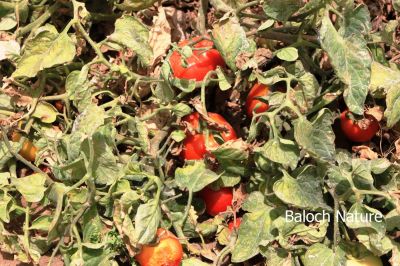Tomato
چماٹہ
Chamata
بلوچستان ء زمین پہ چماٹہ کشاورزیا باز جوانیں زمین ء- زرباری بلوچستان زمستان چماٹہ کش انت او گرماگ ء گوریچانی ھند دمگاں کش انت - بزان بلوچستان چندے ملکاں انت کہ سالے دوازدہیں ماہاں دست کپیت

