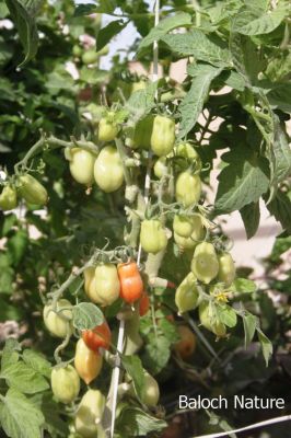 Tomato
چماٹُوک
Chamatok
بلوچستان چماٹوک ء واستہ باز جوانیں جاگہ ات ۔ زمستان بلوچستان ء گرمیں ھند و دمگ باز جوان انت چوش کہ سبی نصیرآباد مکران بیلہ زمستان چہ رند پنجگور خاران جھالوان ۔ گرماگ ء سراوان ء کش وُ گور پہ چماٹوک ء باز جوان انت ۔ 
اے چماٹوک ء تاک ء شاہ سرگڑ کتگ انت چمیشکا باز بر انت ۔ 
