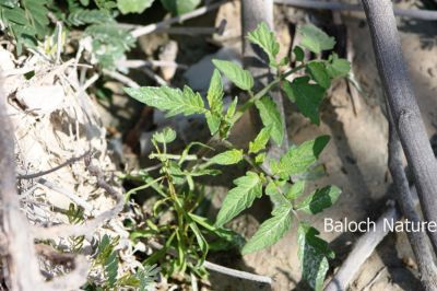 New Tomato shrub
Nokrodin Chamatok
نوکرودیں چماٹُک

بلوچستان ء زمین پہ چماٹوک یا چماٹہ کشاورزیا باز جوانیں زمین ءِ - زرباری بلوچستان زمستان چماٹہ کش انت ءُ گرماگ ء گوریچانی ھند دمگاں کش انت - بزان بلوچستان چندے ملکاں انت کہ سالے دوازدہیں ماہاں دست کپیت


