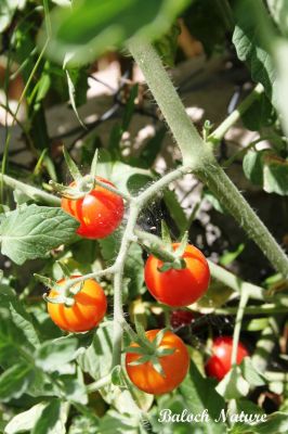 Cherry tomato
گوتی چماٹک
Goti Chamatok
اے کسانیں زات ءِ چماٹک انت کہ گیشتر بلوچستان ءَ ورّود ءِ وڑا جنگل ءَ رودیت، بلوچستان ءَ اشیارا دست وت نہ کش انت،  چونایا اے دگنیائے توک ءَ گرانتریں چماٹک انت ، بلے بلوچ تنیگا اشیے قدر ءُ کیمت ءَ نزانت ۔ 

