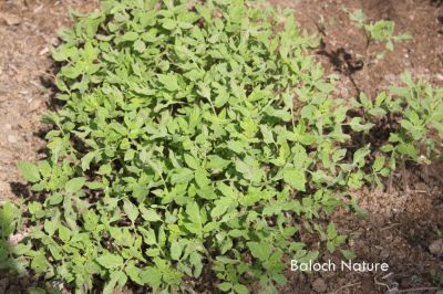 New born tomato
چماٹوک ءِ توموک
Chamatok e tomok
سبزی ءِ کشگ ءَ چہ پیش آیے توماں یک کسانیں بجن یا تل ءِ تہا چنڈ انت تنکہ برودنت۔ اے وھدے رُد انت ءُ بٹیرو بنت نوں ایشاں چداں چہ گواجنت ءُ دگہ جوڑ کتگیں ڈگارانی تہا کش انت ۔ تومُک کہ مزن بیت گڈا جلدی رُدیت ءُ زوت پاگ ءِ دئیگ بندات کنت ۔ اگاں توموک چماٹوک ءِ بہ بیت کہ بٹاگ ۔ اے اکس ءِ توک ءَ چماٹوک ءِ توم پہ کشگ ءَ جاڈی انت۔
