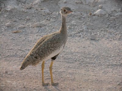 Houbara Bustard
Charz
چرز
چرز یک ٹوہیں بالی مُرگے - چرزے تنی وھدی 32 ذات درگیجگ بوتگ انت - چرز ایشیا او افریکہ ء مرُگ انت - وھدے کہ میانی ایشیا گوریچ کشّگا بنگیج کنت گُڈا اے ٹوھیں مُرگا ترڑگا نیلیت، مجبور بیت او وتی بالاں بندیت دیم پہ گرمیں ھنداں ۰ بلوچستان اکتوبرے ھلاسی او نومبرے بندات ء سر بیت - چرز گیشتر، مدگ، کٹگ، میزوک، کڈوک، چریت، کیپُک، بالواں چینت او وارت - بلوچستان پہ چرزا ایمنیں جاہے نہ انت - مئے درملکی مہمان مئے میاراں شکار کن انت او ما وا وا کنیں

