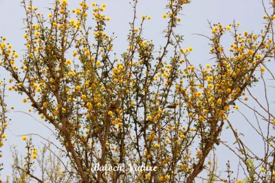 Blooming Acacia
چگرد پُل انت
Chegird Poll ant
چگرد گیشتر بلوچستان ءِ ڈلپادیں ءُ کوہ ءُ اگاراں رودیت ۔ چگرد ے دار ءَ لوگانی کولندر کن انت ءُ پہ سوچگ ءَ ہم کارمرز کن انت ۔ چگرد بلاھیں درچکے نہ انت بلے اینچو کسان  ہم نہ انت ۔ چگرد بہار ءِ درگت ءَ زردیں پُل پر کنت چگردے پُل باز ڈولدار انت بلے دو ہمنچُگ چگردے پُل وش بوہ انت ،  
