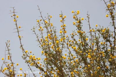 Blooming Acacia
چگرد پُل انت
Chegird Poll ant
چگرد گیشتر بلوچستان ءِ ڈلپادیں ءُ کوہ ءُ اگاراں رودیت ۔ چگرد ے دار ءَ لوگانی کولندر کن انت ءُ پہ سوچگ ءَ ہم کارمرز کن انت ۔ چگرد بلاھیں درچکے نہ انت بلے اینچو کسان ہم نہ انت ۔ چگرد بہار ءِ درگت ءَ زردیں پُل پر کنت چگردے پُل باز ڈولدار انت بلے دو ہمنچُگ چگردے پُل وش بوہ انت ،
