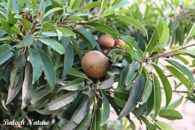 Sapodilla. Manilkara zapota
چیکو
Chicko
چیکو یک نیبگ زانگ بیت۔ بلوچستان ءَ چیکوے باز باگ است ، او چیکو اولی درچک انت کہ سالءَ نوہ ماہان بر دانت ۔ مرچان چیکو بلوچستان ءَ شرّین وڈیء کشارورزی بووگان انت ۔بلوچستان ءِ زری او تیاپی ھندو دماگان چیکو باز شریں وڈی ءَ است ۔



