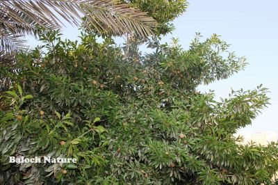 Sapodilla
Chicko
چیکو
چیکو یک نیبگ زانگ بیت۔ بلوچستان ءَ چیکوے باز باگ است ، او چیکو اولی درچک انت کہ سالءَ نوہ ماہان بر دانت ۔ مرچان چیکو بلوچستان ءَ شرّین وڈیء کشارورزی بووگان انت ۔بلوچستان ءِ زری او تیاپی ھندو دماگان چیکو  باز شریں وڈی ءَ است ۔
