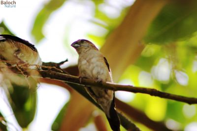 ِIndian Silverbill
چنچرت یا پُمپُورت
چنچرت کسانیں بالی مُرگے کہ رم ء وڈا گندگ بیت - اے گیشتر مچکدگ و جینگلاں گندگ بیت - 
