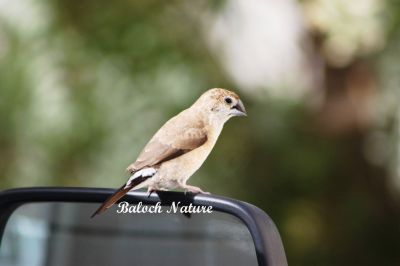 Indian silverbill
چنچرت
Chenchert
چنچرت یا پُمپُرت 13 سنٹی دراچ بیت اے کسانیں مُرگ ءِ کہ کسانیں بُنڈکیں سُنت پر ، اشیے سربری نیمگ ناسی انت ، چیری نیمگ اسپیت بلے دُمبلی ءُ بانزولانی سر سیاہ رنگ جن انت ۔ اے بلوچستان ءَ باز انت ۔ اے گیشتر بہار کاہانی براں او گلّہ او جواں ہم پلگی کنت ۔ اےکسان بلے ڈولداریں مُرگءِ ۔
