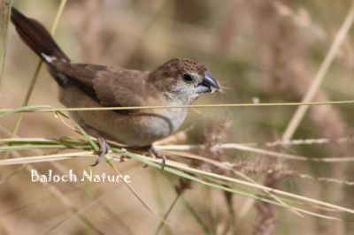 Indian Silverbill
Chenchert
چنچرت
چنچرت یا پُمپُرت 13 سنٹی دراچ بیت اے کسانیں مُرگ ءِ کہ کسانیں بُنڈکیں سُنت پر ، اشیے سربری نیمگ ناسی انت ، چیری نیمگ اسپیت بلے دُمبلی ءُ بانزولانی سر سیاہ رنگ جن انت ۔ اے بلوچستان ءَ باز انت ۔ اے گیشتر بہار کاہانی براں او گلّہ او جواں ہم پلگی کنت ۔ اےکسان بلے ڈولداریں مُرگءِ ۔
