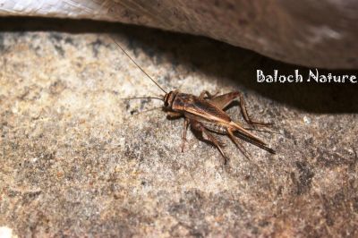 Cricket
cherit
چریت
چریت ءِ باز زات انت ۔  چریت ءِ دراجی دو انچ انت ۔ چریت ءَ دو دراجیں کانٹ پر، پہ سٹّگ ءِ واستہ  دو زنڈوکیں زرانک ءِ پر ۔ نریں چریت گیشتر ھاموشیں وھدا ساز جنت کہ کش و گورے مردماں کرّ کنت۔ آواز ءِ سک باز بُرز انت ۔ چریت لولوک ء بلے تاوان دیوک نہ انت ۔
