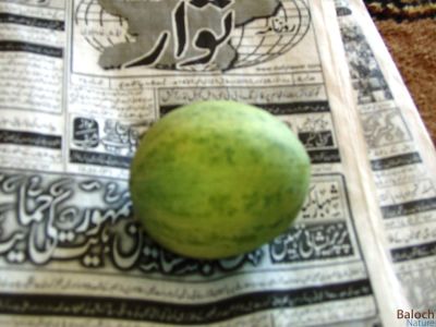 Wild melon 
Chibit
چبٹ
چبٹ تیجگانی ذات ء گون سیادی کنت -چونایا چبٹ نہ کش انت بلے تیجگے توم ء کش انت تیجگے نزوریں و لاگریں توم رودنت و چبٹ پر کن انت - چبٹ چو تیجگ ء شیرکن و تامدار انت - بلے کسان انت - چبٹ وھدیکہ پُھتہ بیت گڈا وت چا ولّ ء سدیت جدا بیت - وھدیکہ سال آباد بہ بیت گڈا دشت ء چبٹ باز بیت - چمیشکہ نام کپتگ کہ دشتی چبٹ وار انت

